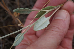 Eriogonum gracile gracile