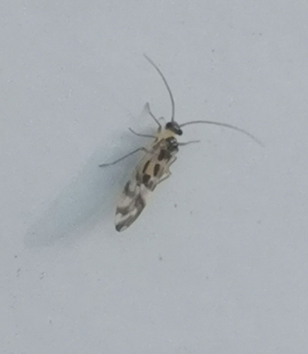 F-winged Barklouse