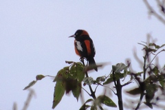 Icterus icterus