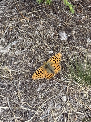 Queen of Spain Fritillary