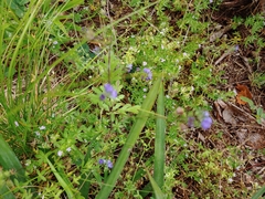 Phacelia maculata