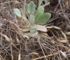 Eriogonum gracile gracile