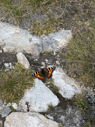 Small Tortoiseshell