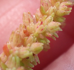 Crassula thunbergiana