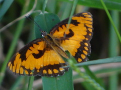 Byblia anvatara acheloia