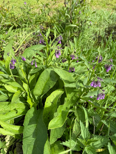common comfrey