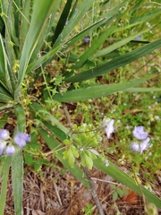 Phacelia maculata