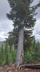Pinus albicaulis