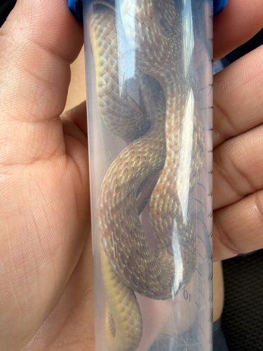 Common Coachwhip