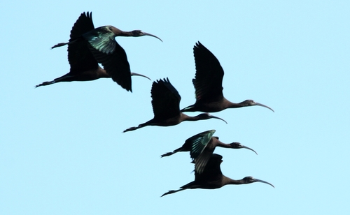 Glossy Ibis