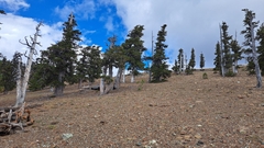 Pinus balfouriana