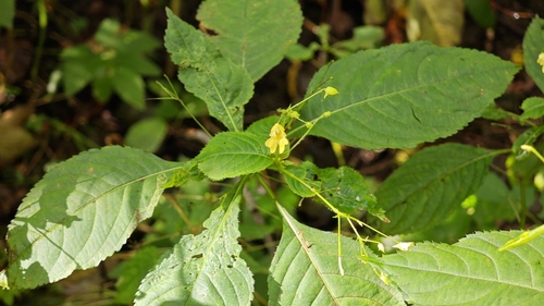small balsam