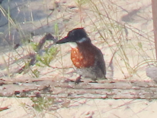 iNaturalist: (c) Gigi Laidler, some rights reserved (CC BY-NC), uploaded by Gigi Laidler iNaturalist image