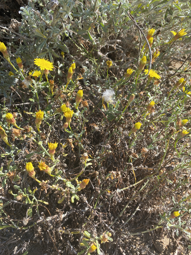 Malacothrix incana observed 2026-09-06
