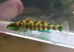 Etheostoma lynceum