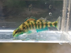 Etheostoma lynceum