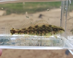 Etheostoma lynceum