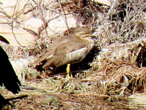 iNaturalist image
