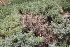 Astragalus arnacantha