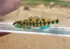 Etheostoma lynceum