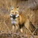 Sierra Nevada Red Fox - Photo 
Keith Slausen USFS/PSW, no known copyright restrictions (public domain)