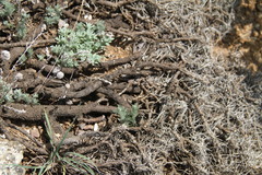 Astragalus arnacantha