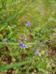 Phacelia maculata