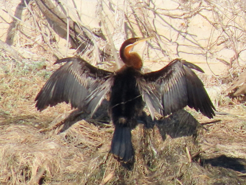 iNaturalist image