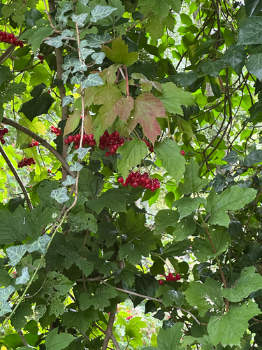 guelder-rose