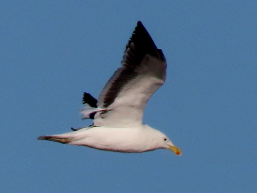 iNaturalist: (c) Gigi Laidler, some rights reserved (CC BY-NC), uploaded by Gigi Laidler iNaturalist image