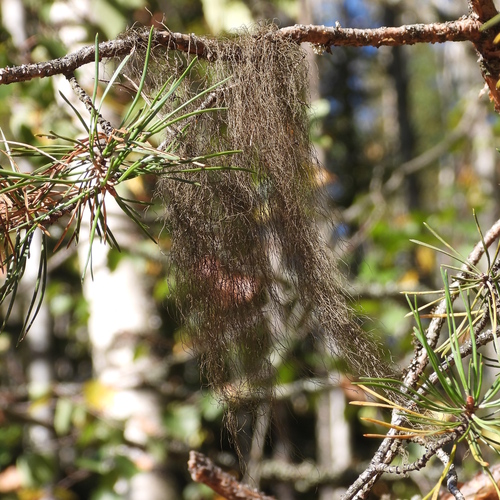Pale-footed Horsehair Lichen