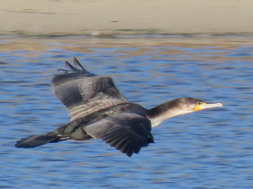 iNaturalist image