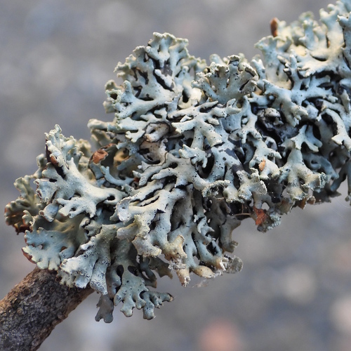 Hooded Tube Lichen