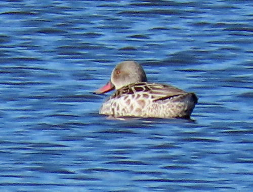 iNaturalist image