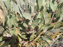 Protea lorifolia, photograph (c) Nicola van Berkel, some rights reserved (CC BY-SA)