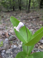 Clematis fremontii