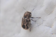 Pachybrachis hepaticus