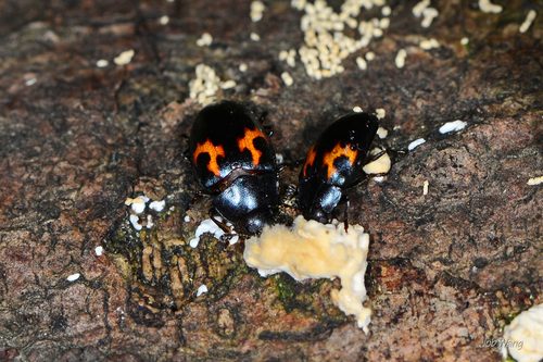 Aulacochilus observed 2026-09-05