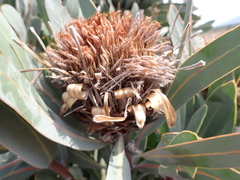 Protea lorifolia, photograph (c) Nicola van Berkel, some rights reserved (CC BY-SA)