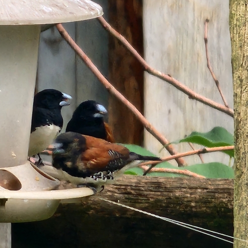 iNaturalist image