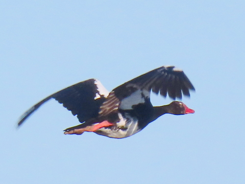 iNaturalist image