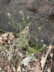 Cardamine