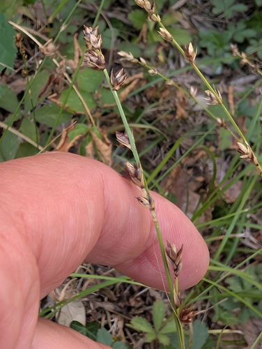 Carex divulsa, photograph 1