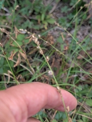 Carex divulsa, photograph author not stated, no rights reserved