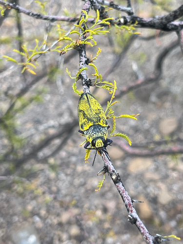 Gyascutus caelatus