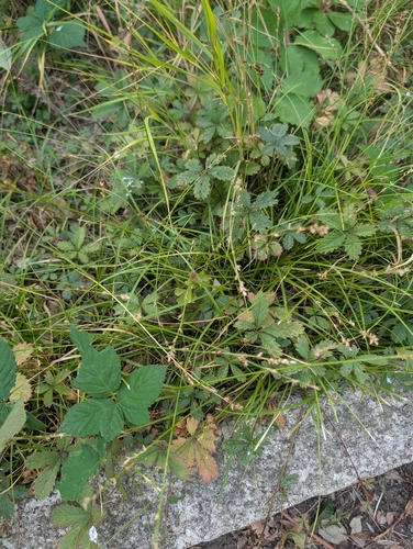 Carex divulsa, photograph 3