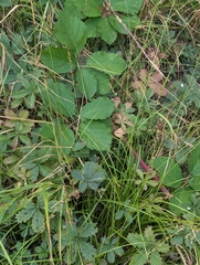 Carex divulsa, photograph author not stated, no rights reserved