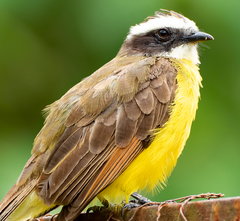 Rusty-Margined Flycatcher photo 6