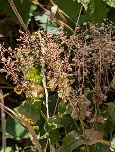 Lepidium draba