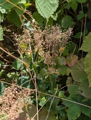 author not stated, no rights reserved Lepidium draba, photograph author not stated, no rights reserved